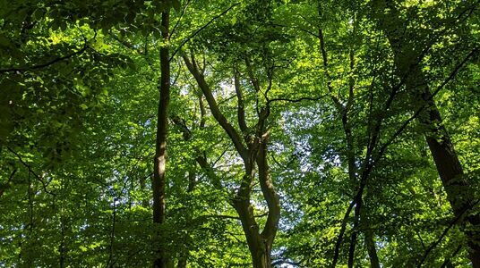 Bomen